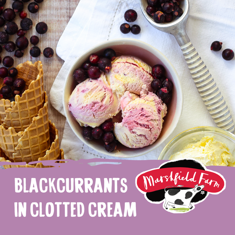 5lt Marshfield Blackcurrant & Clotted Cream 1x5lt