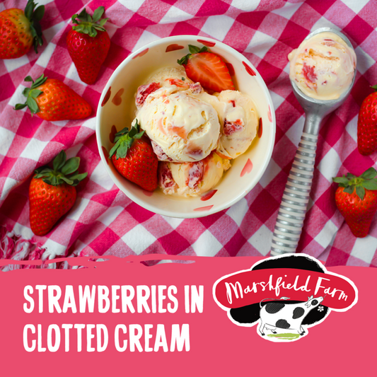 5lt Marshfield Strawberries in Clotted Cream 1x5lt