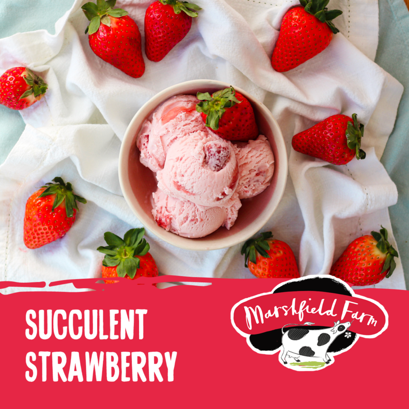 5lt Marshfield Succulent Strawberry 1x5lt