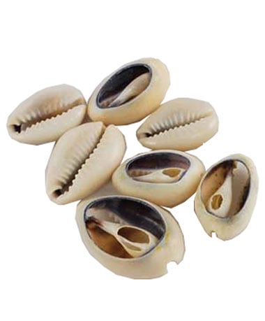 Shell Hair Bead