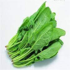 Fresh Spinach Leaf Bunch