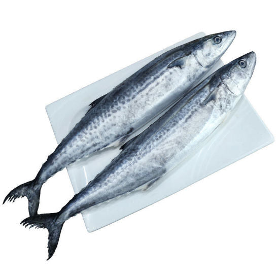 Frozen Mackerel Fish (300-500) 20Kg