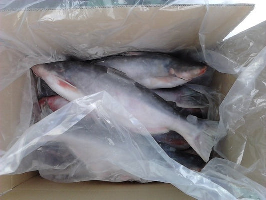 Frozen Pangasius White Catfish Whole 2.5kg X 2