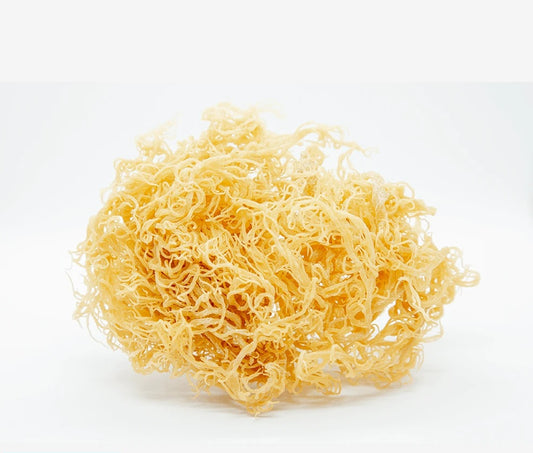 St Lucian Sea Moss Gold Organic and Wildcrafted 1kg