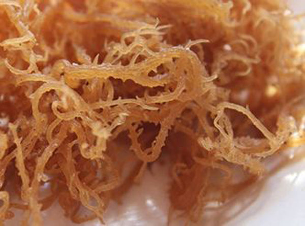 Bulk Irish Moss Sea Moss Gold Sea Weed 1kg