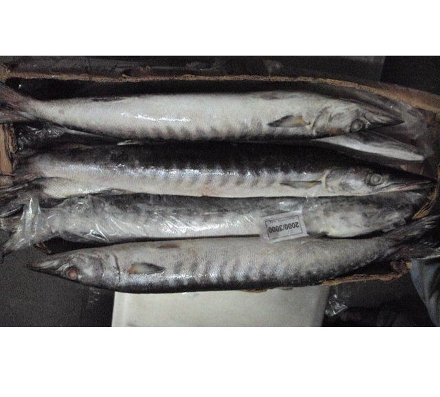 Frozen Whole Barracuda Fish (Per Kg)