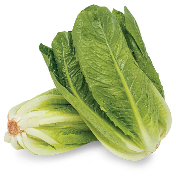 Cos (Romaine) Lettuce-1x(10-12)