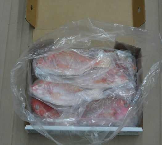 Red Snapper Denton Fish  3kg