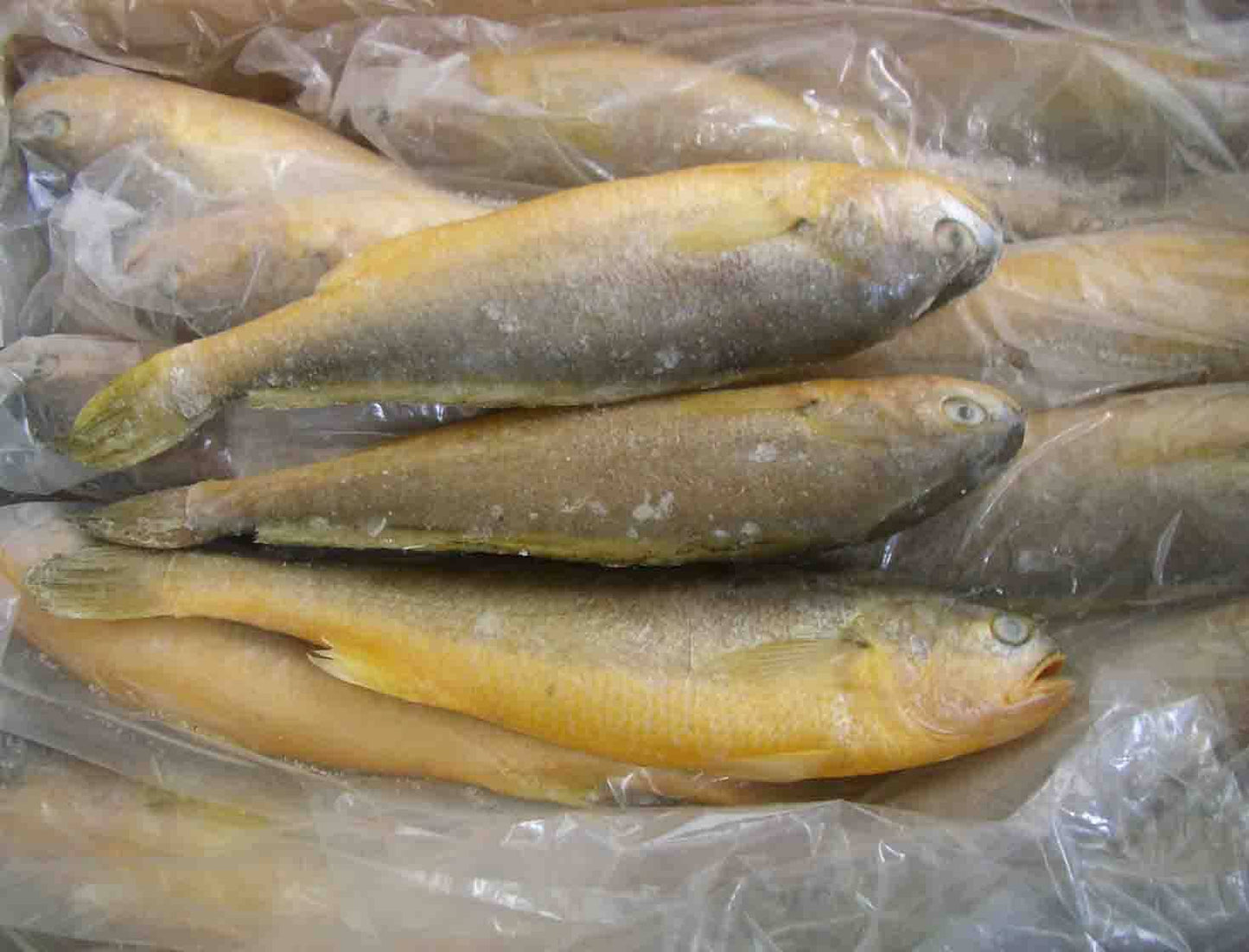 Frozen Yellow Croaker Fish (500-800) 2.5kg X 2