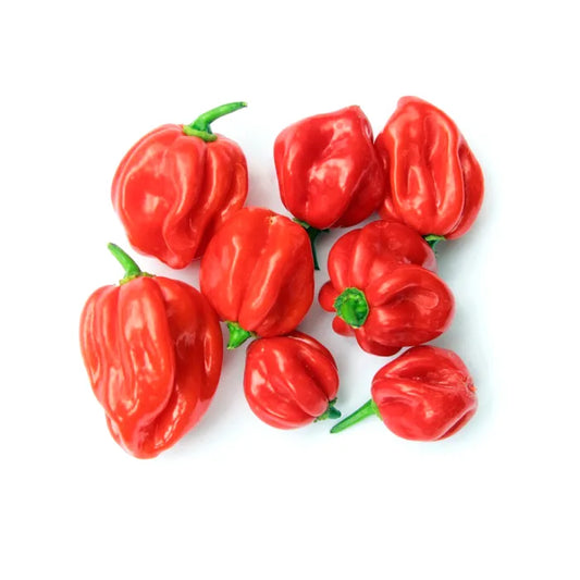 Scotch Bonnet Peppers-1x2kg