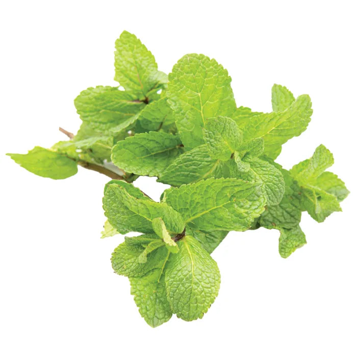 Fresh Mint-1x20 Bunches