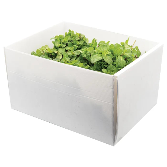 Fresh Mint-1x20 Bunches