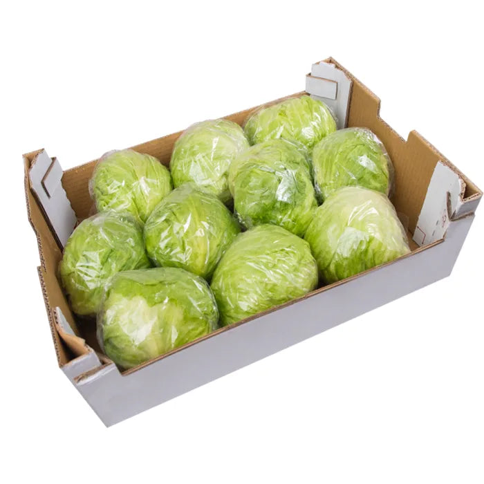 Iceberg Lettuce-1x(10-12)