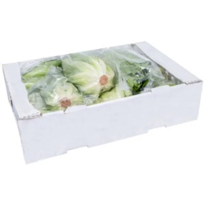 Cos (Romaine) Lettuce-1x(10-12)