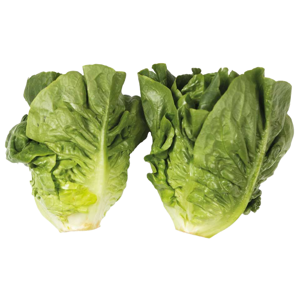 Little Gem Lettuce (Twin Pack) 1x5