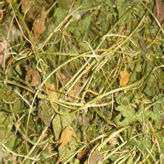 Organic Jamaican Cerasee bush 50g Bitter Melon
