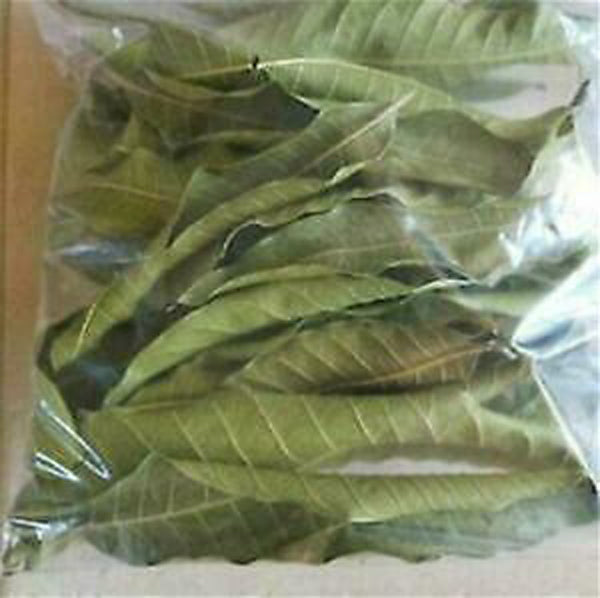 Wild Harvested Jamaican Mango Leaves 50g bags