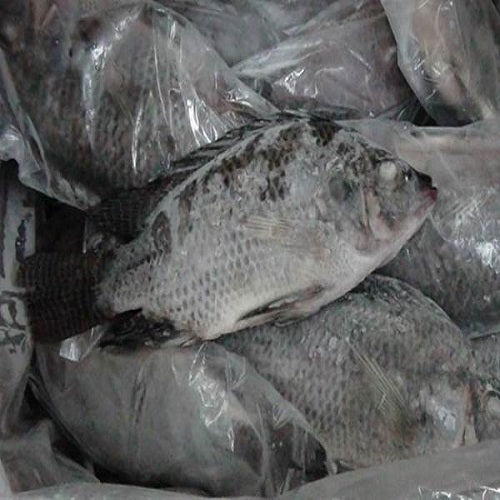 Frozen Tilapia Fish 500-800 (Gutted & Scaled) 2.5kg x 2