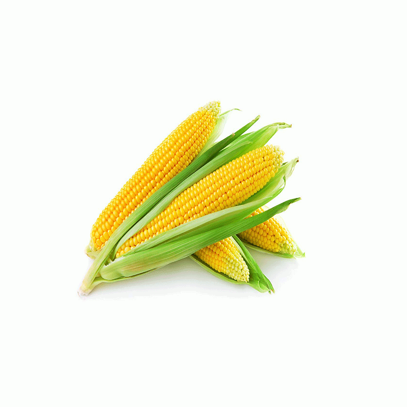 Fresh Sweet Corn